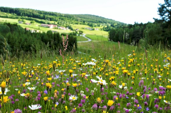 Blossom splendour near Reichenau am Freiwald, © Mag. Axel Schmidt