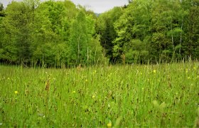 Bunte Wiese im Naturpark Nordwald, © Angelika Schöbinger-Trauner, MSc