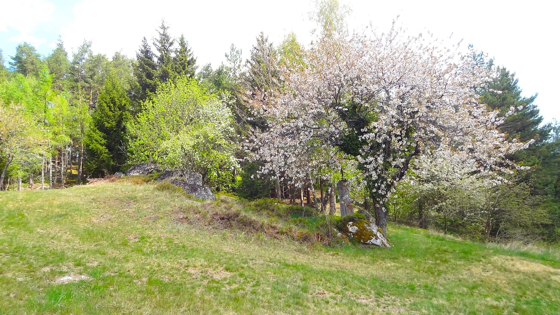 Streuobstwiese mit Granitsteinen im Naturpark Nordwald