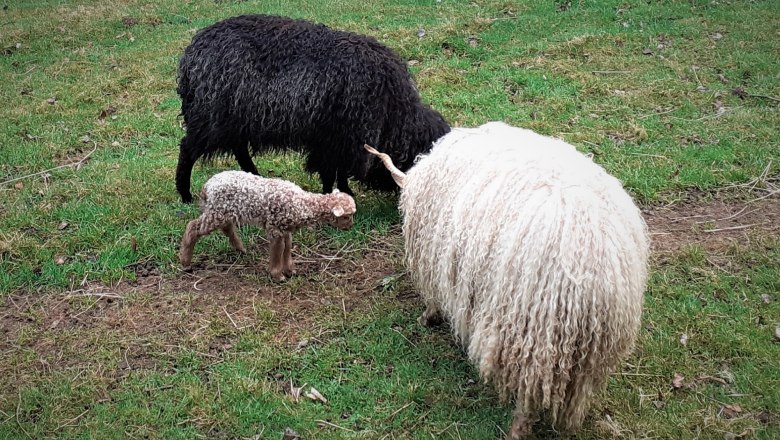 Zackel Sheep in the Nordwald Nature Park, © Verein Naturpark Nordwald