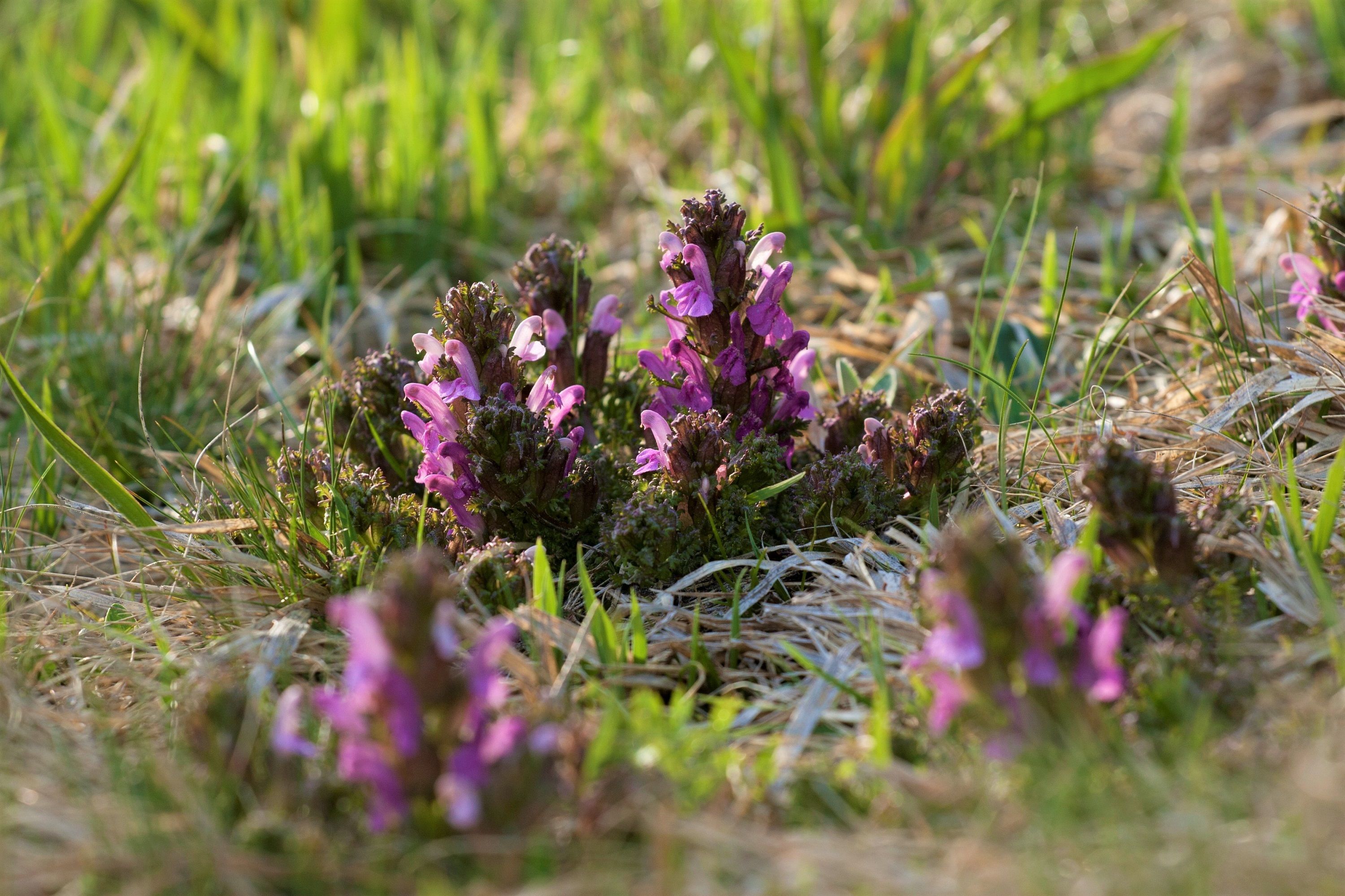 Blühendes Wald-Läusekraut im Naturpark Nordwald