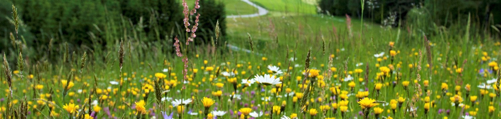 Blütenpracht bei Reichenau am Freiwald, © Mag. Axel Schmidt
