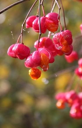 Rosa Fruchtkapseln des Gewöhnlichen Pfaffenhütchens mit orangefarbenen Samen