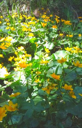 Sumpfdotterblumen am Teichrundweg beim Stierhüblteich