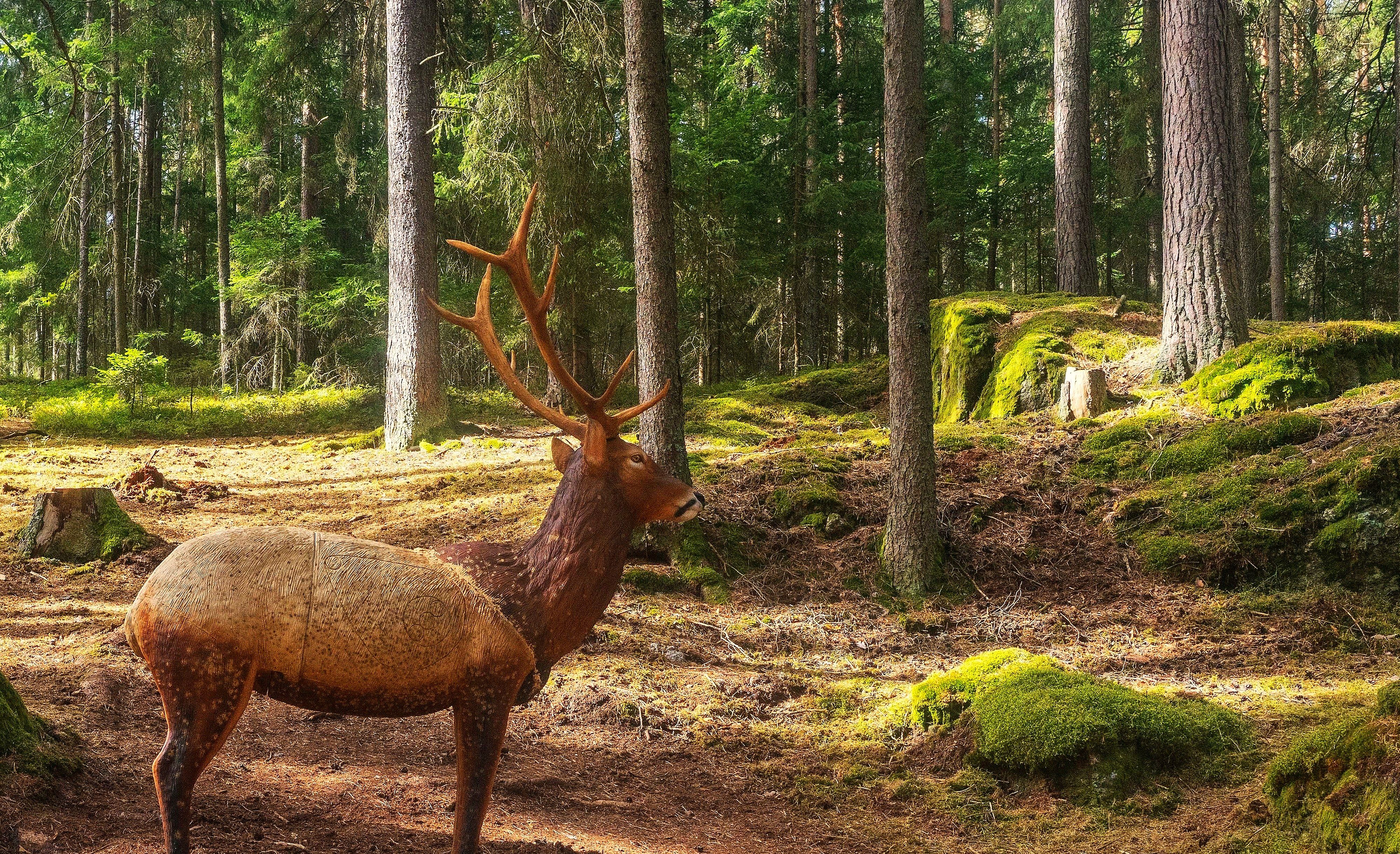 Naturgetreues 3D-Hirschziel zwischen Nadelbäumen und moosbewachsenen Granitblöcken auf dem Bogenparcours im Naturpark Nordwald