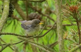 Naturkundliche Exkursion mit Schwerpunkt Vögel