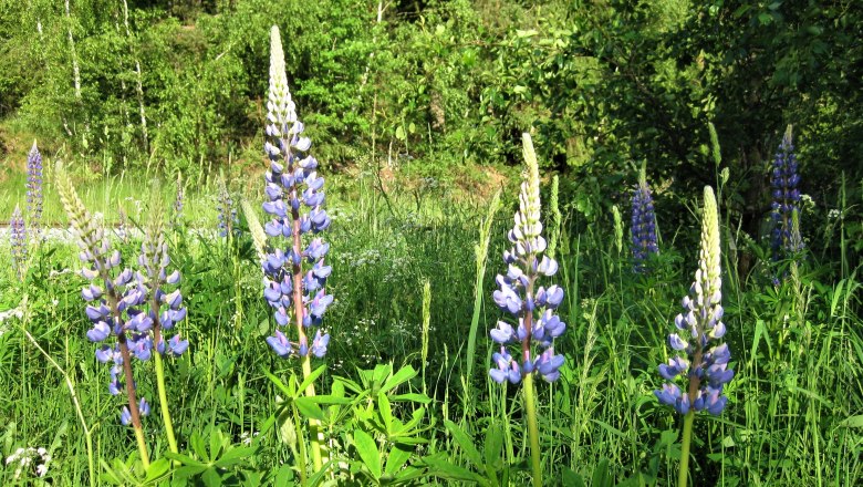 Projekt Neophyten-Bekämpfung, © Verein Naturpark Nordwald