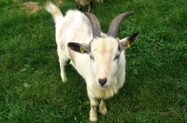 Dwarf Goat, © Verein Naturpark Nordwald