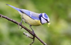 Blaumeise mit Beute, © Daniel Schiersner | CC BY 2.0