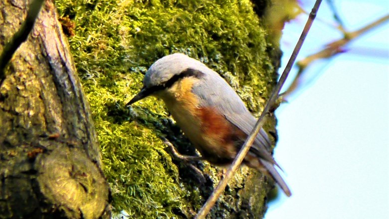 Kleiber Männchen, © Andreas Eichler | CC BY-SA 3.0