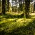 Stille im Wald, © Waldviertel Tourismus
