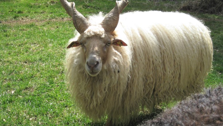 Zackel Sheep in the Nordwald Nature Park, © Verein Naturpark Nordwald