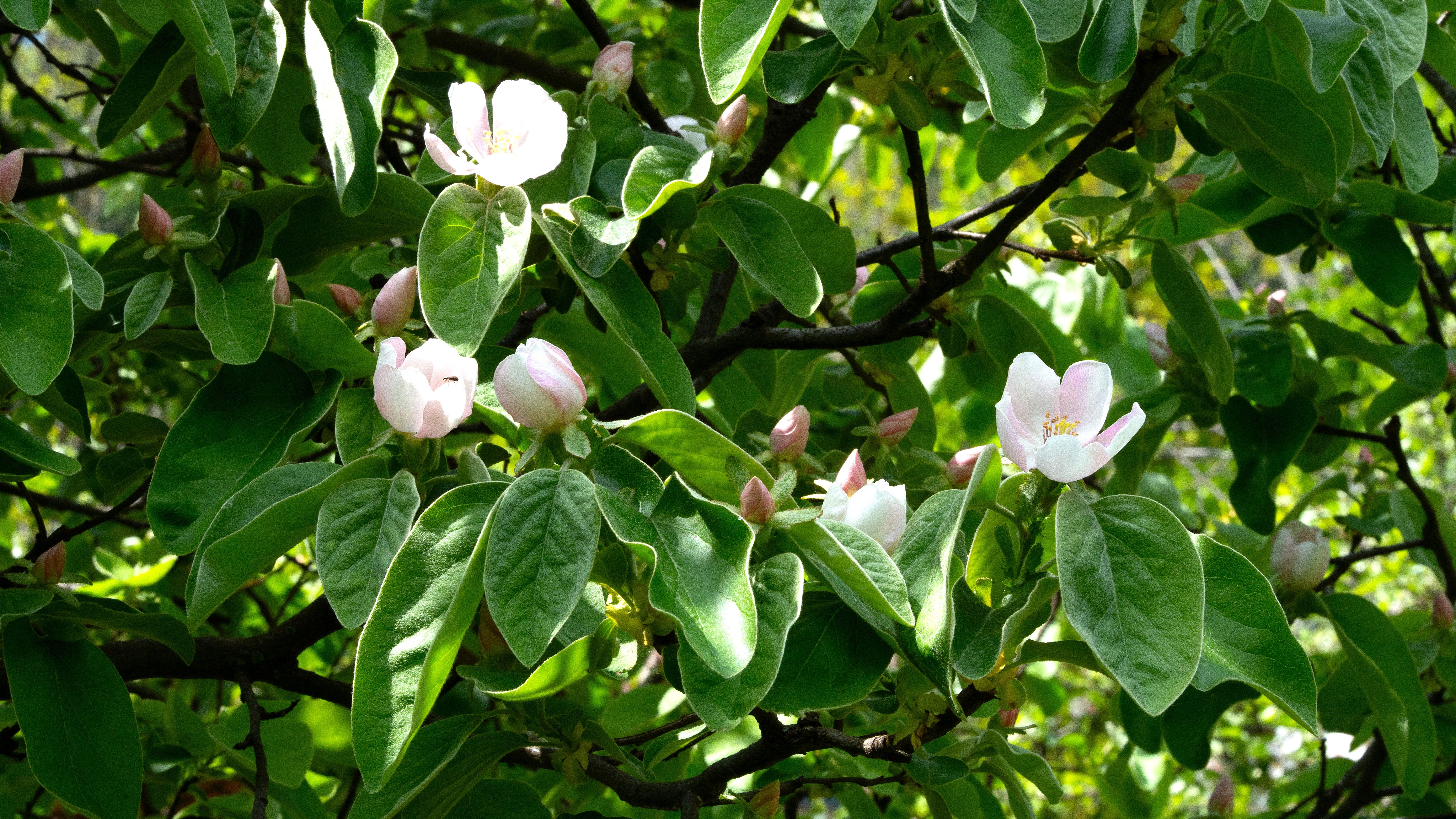 Blüten einer Quitte an einem Zweig