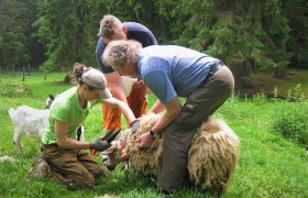 Bei der Schafschur im Nordwald, © Verein Naturpark Nordwald