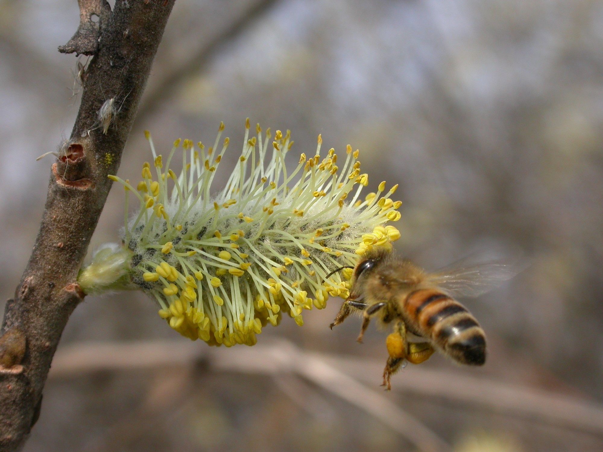 Honigbiene im Anflug auf ein blühendes Kätzchen der Sal-Weide