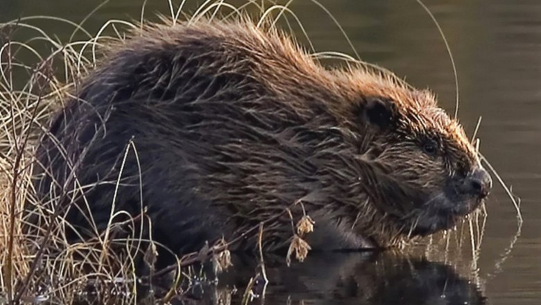 Eurasischer Biber, © Per Harald Olson | CC BY-SA 3.0