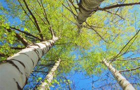 Birkenhain im Naturpark, © Verein Naturpark Nordwald