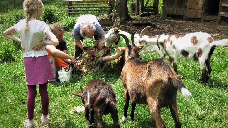 Sn&iacute;mky zv&iacute;řat, &copy; Verein Naturpark Nordwald