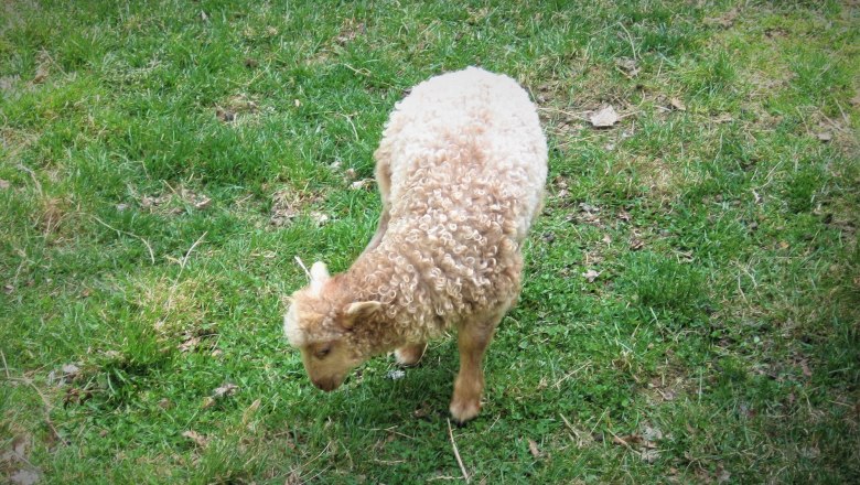 Sn&iacute;mky zv&iacute;řat, &copy; Verein Naturpark Nordwald