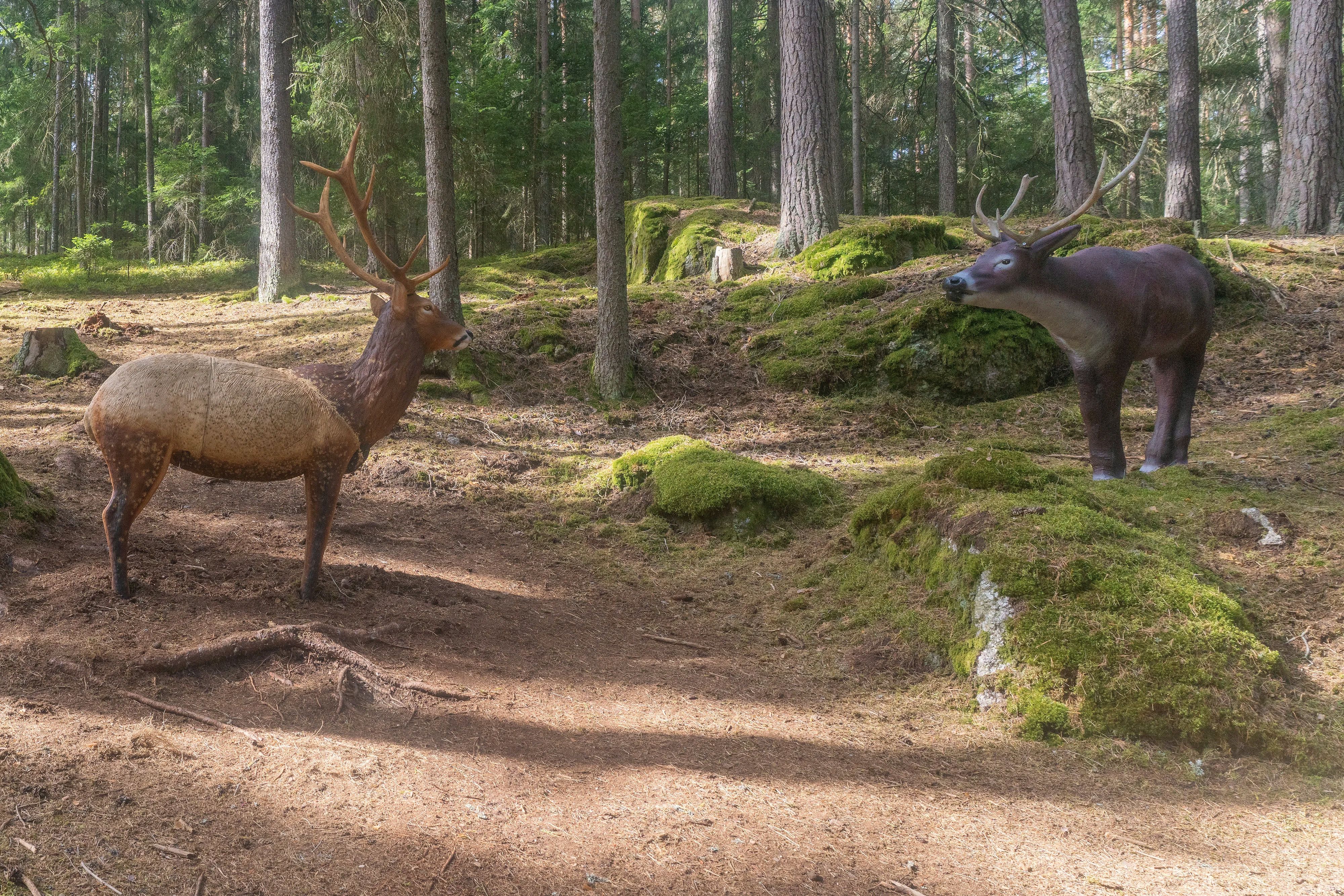 Zwei einander gegenüberstehende 3D-Hirschziele zwischen Föhren und moosbewachsenen Granitblöcken auf dem Bogenparcours im Naturpark Nordwald