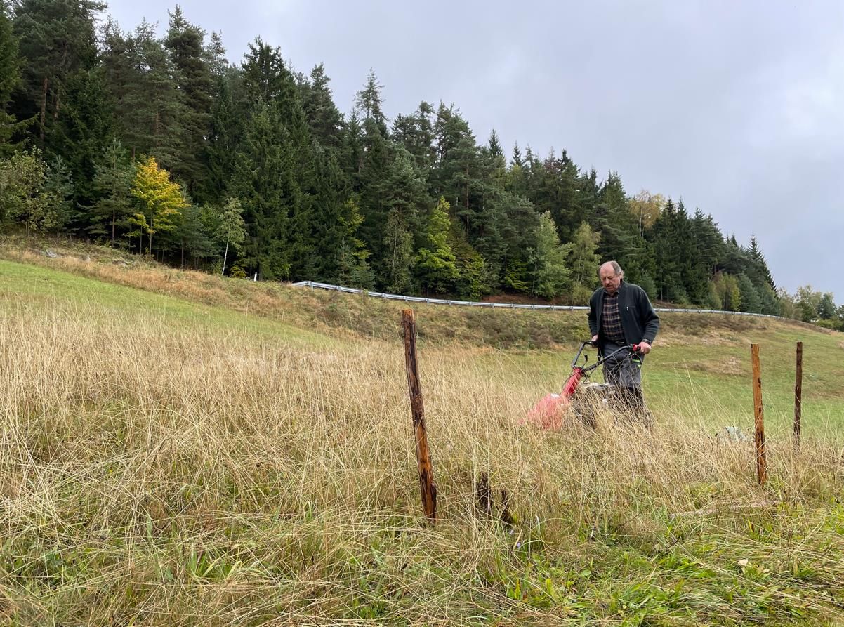 Mahd der Ansiedelungsfläche des Böhmischen Kranzenzians nach der Blüte
