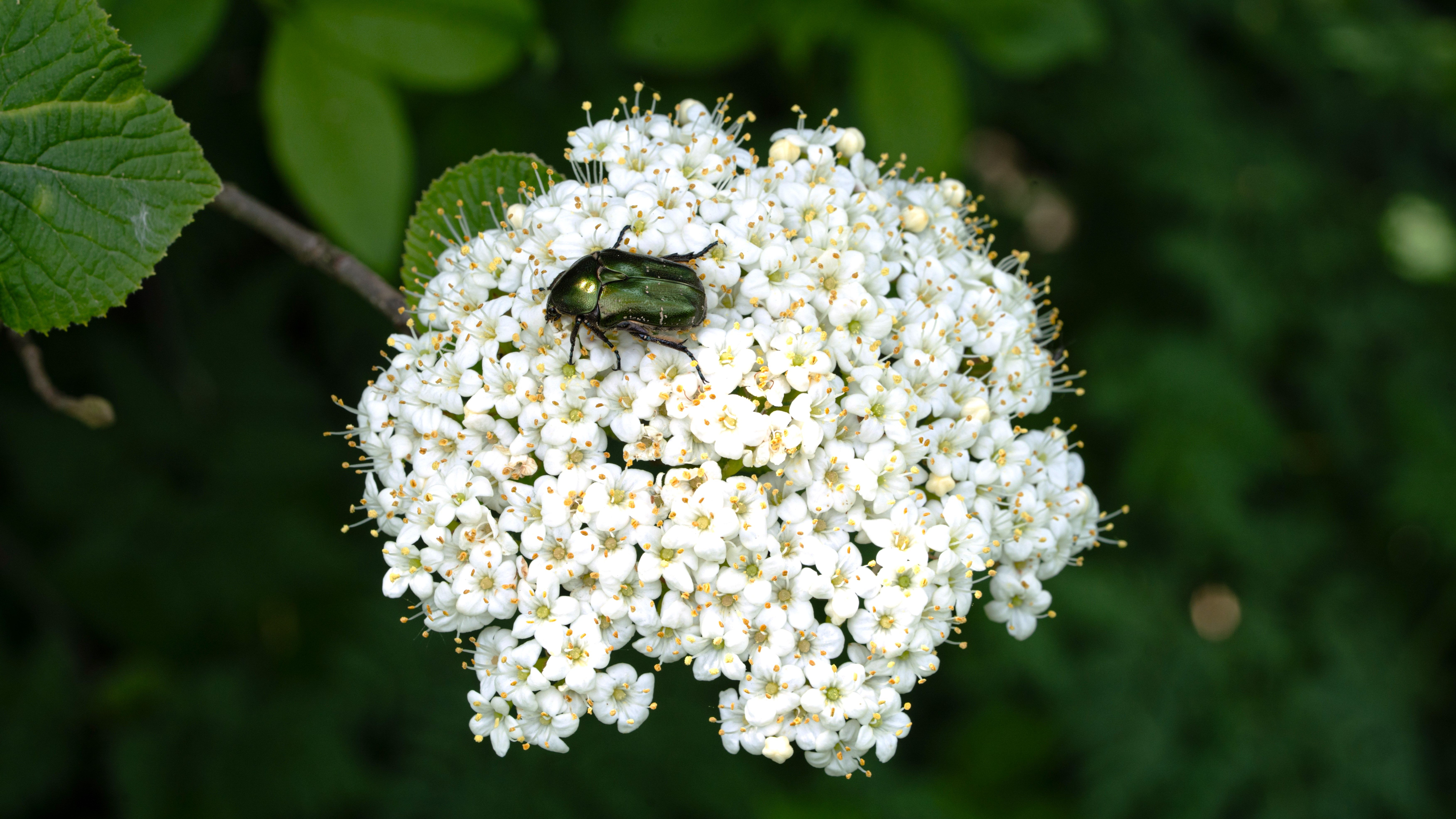 Rosenkäfer auf dem weißen Blütenstand eines Wolligen Schneeballs