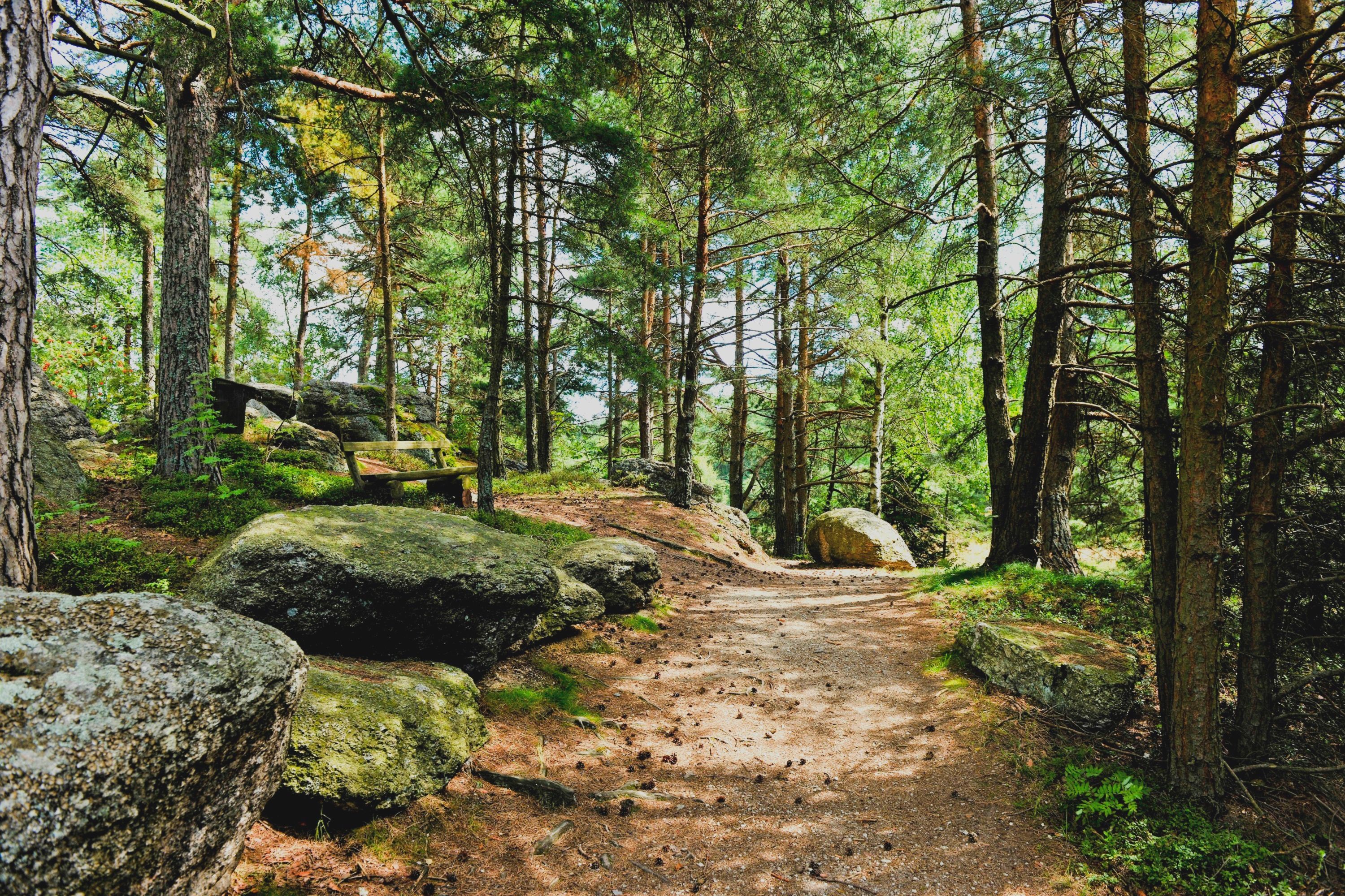 Waldweg zwischen Granitblöcken im Naturpark Nordwald