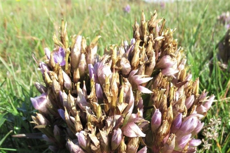 Samentragende Böhmische Kranzenziane auf der Ansiedelungsfläche im Naturpark Nordwald