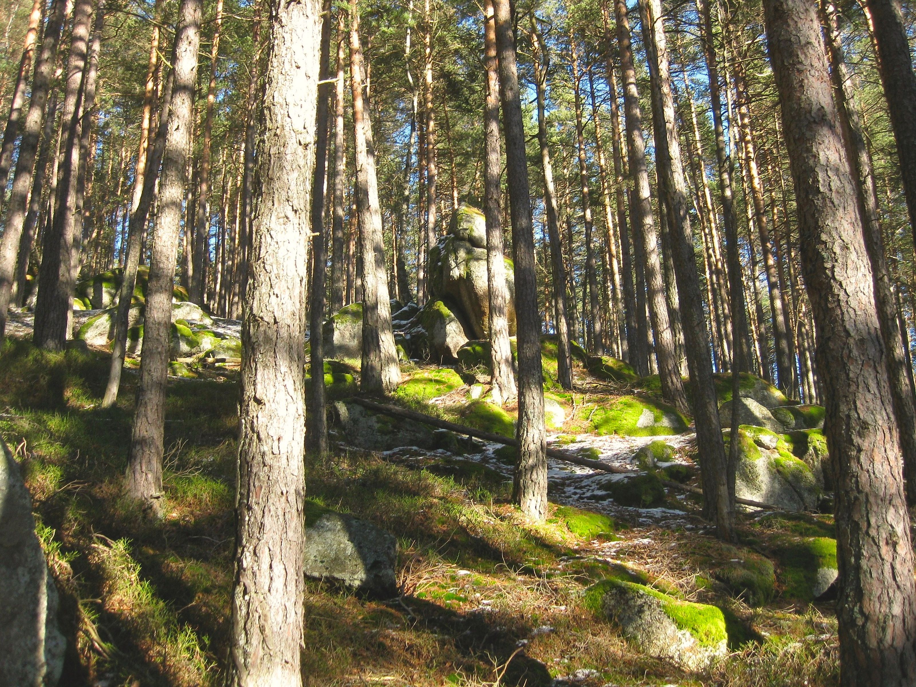 Sonnenbeschienener Föhrenwald mit moosbewachsenen Granitfelsen und Waldboden im Naturpark Nordwald