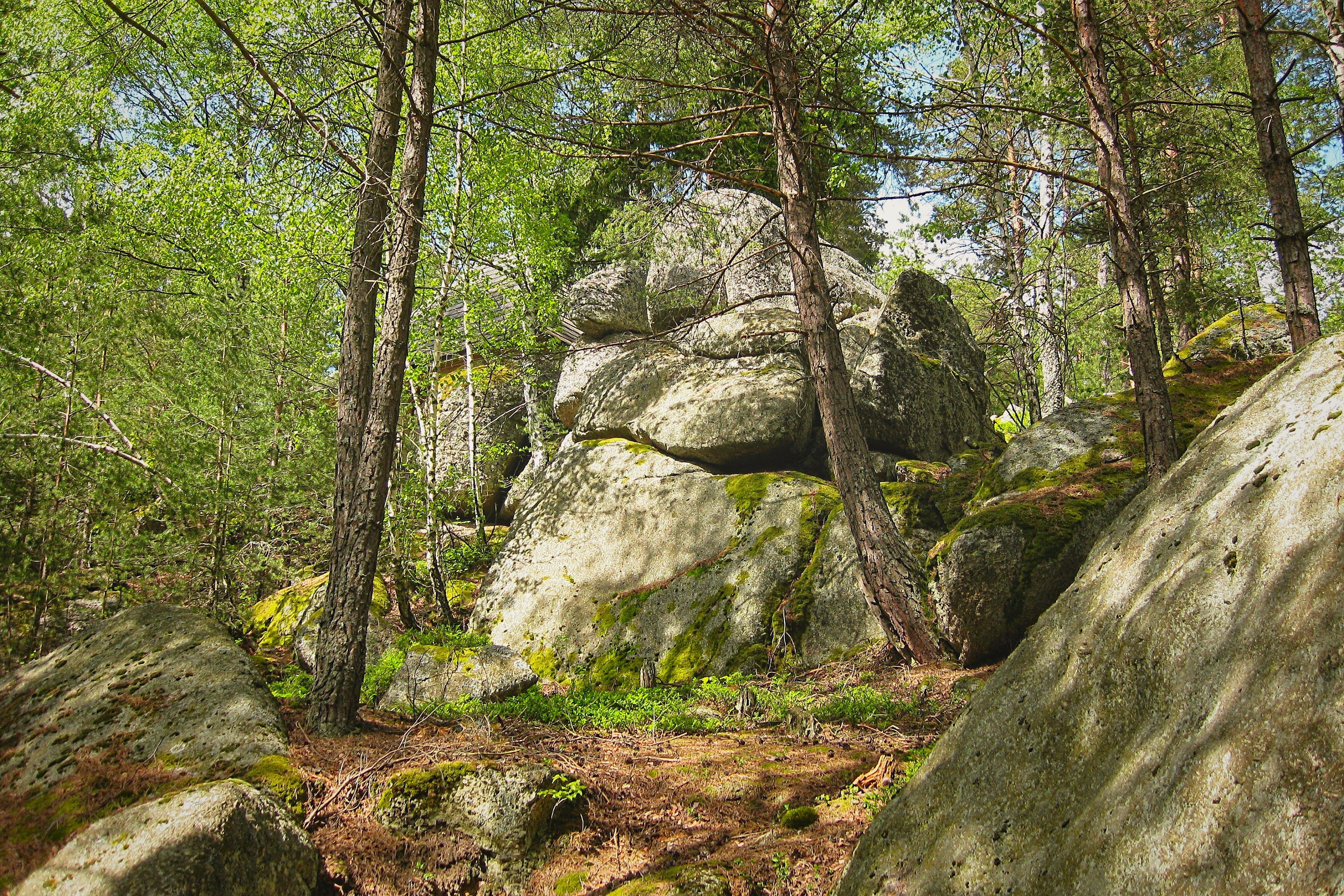Sonnenlicht fällt zwischen Föhren auf mächtige, moosbewachsene Granitfelsen im Naturpark Nordwald in Bad Großpertholz im Waldviertel