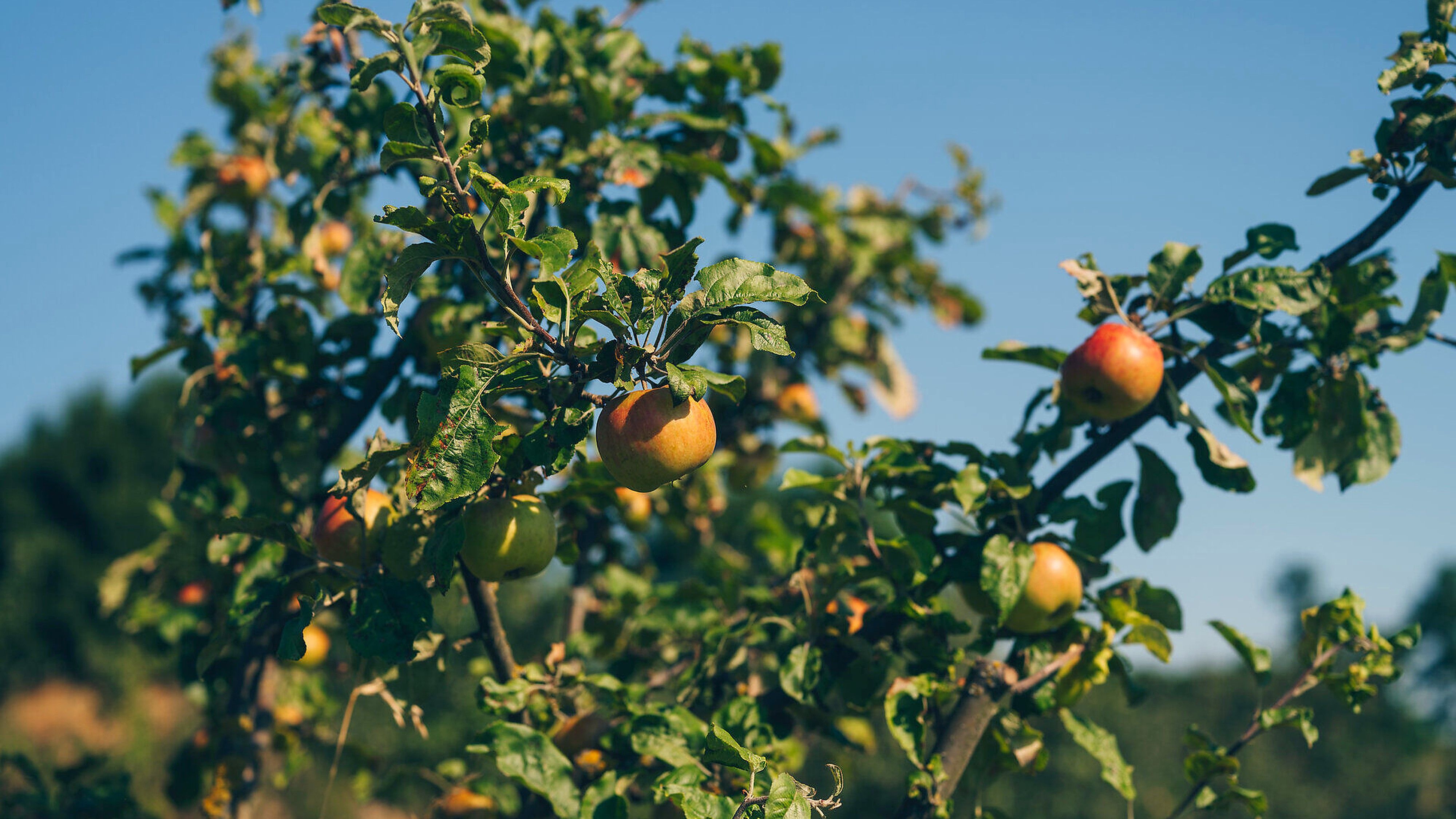 Reifende Äpfel an den Zweigen eines Apfelbaumes