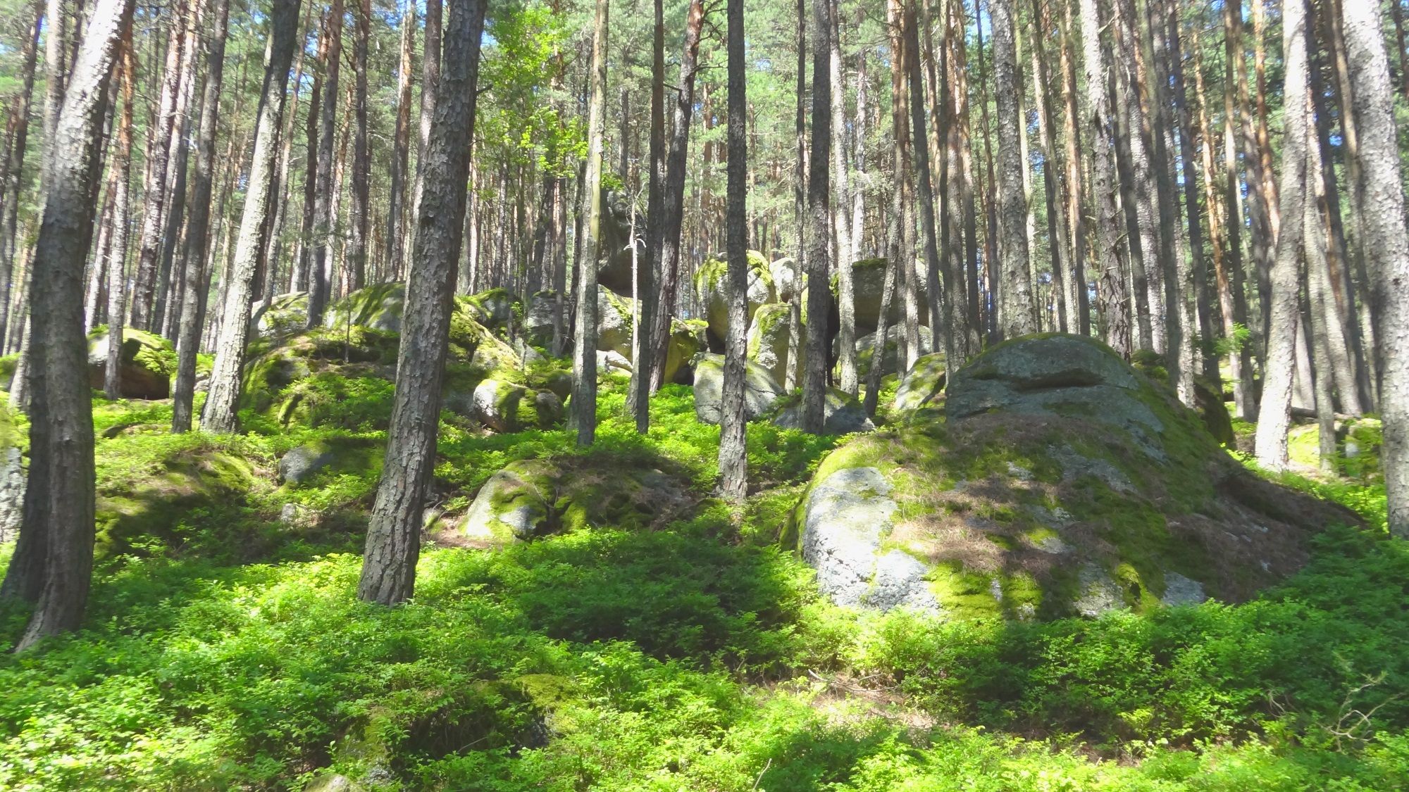 Typischer Föhrenwald im Naturpark Nordwald bei Scheiben