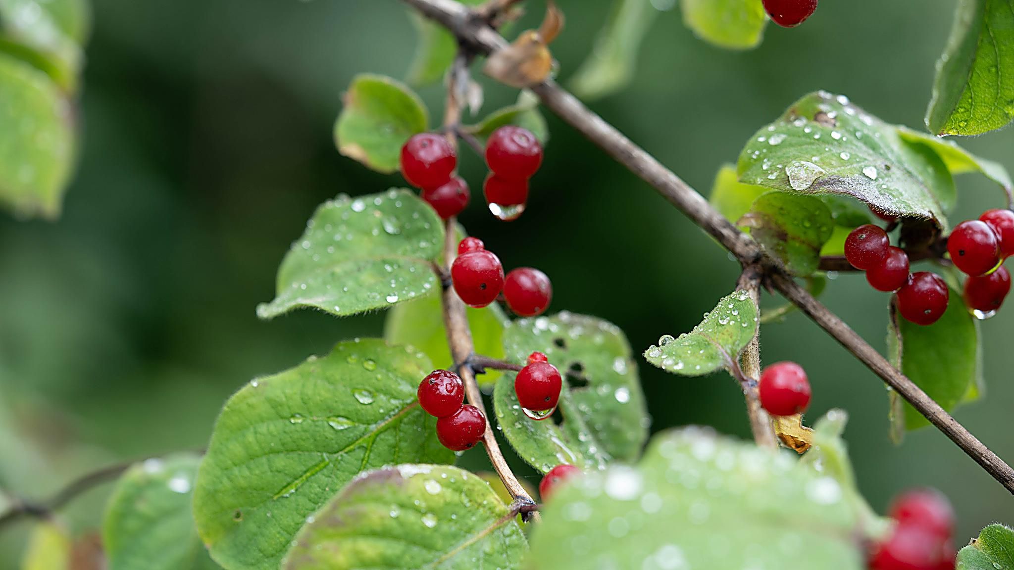 Rote Früchte der Gewöhnlichen Heckenkirsche (Lonicera xylosteum) mit Regentropfen