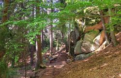 Waldweg zwischen Nadelbäumen und markanten Granitformationen auf dem 3D-Bogenparcours in Scheiben bei Bad Großpertholz