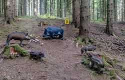 Fünf naturgetreue 3D-Wildschweinziele, darunter drei Frischlinge, in einem Fichtenwald auf dem Bogenparcours im Naturpark Nordwald