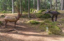 Zwei einander gegenüberstehende 3D-Hirschziele zwischen Föhren und moosbewachsenen Granitblöcken auf dem Bogenparcours im Naturpark Nordwald