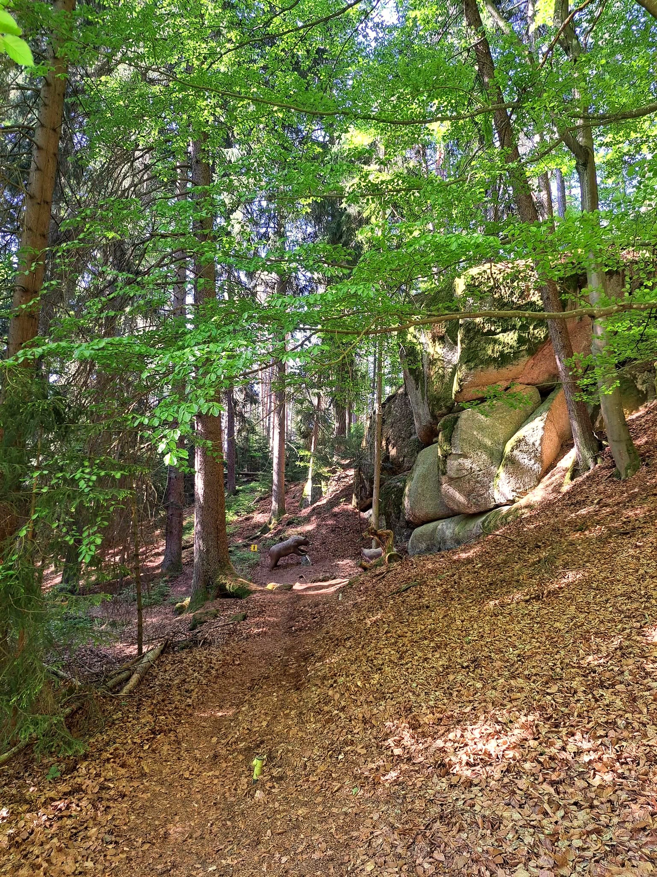Waldweg zwischen Nadelbäumen und markanten Granitformationen auf dem 3D-Bogenparcours in Scheiben bei Bad Großpertholz