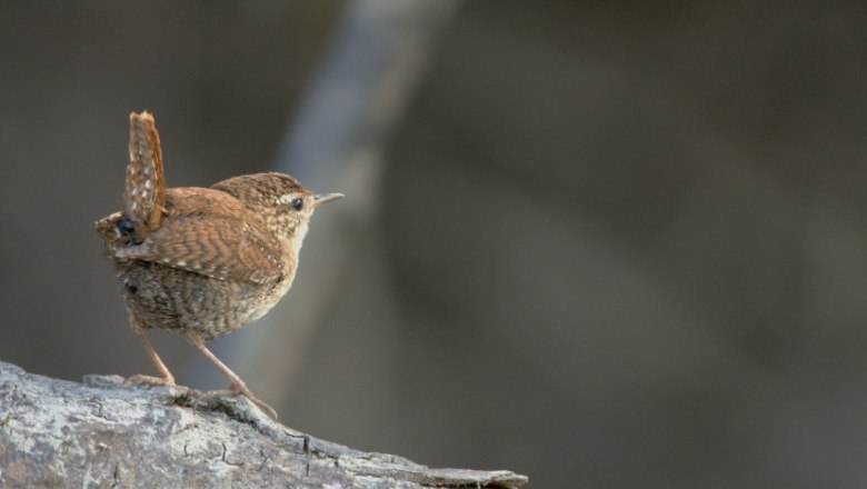 Naturkundliche Exkursion mit Schwerpunkt Vögel