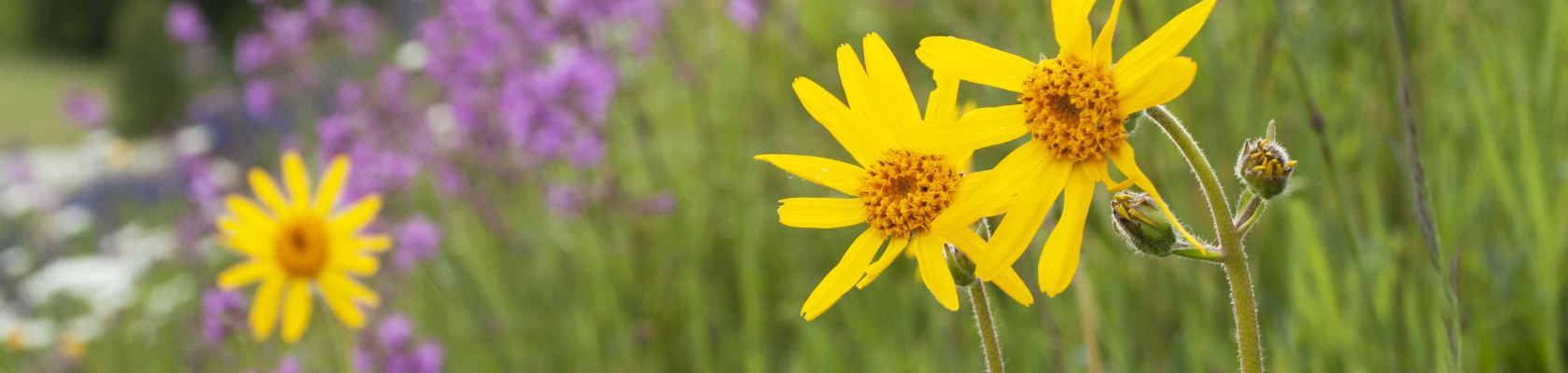 Arnikawiese im Naturpark Nordwald, &copy; Verein Naturpark Nordwald