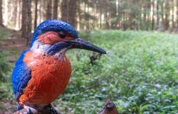 Naturgetreues 3D-Eisvogelziel mit blauem Gefieder, orangefarbener Brust und langem Schnabel vor einer grünen Waldlandschaft