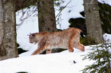 Luchs, © Aconcagua | CC BY-SA 3.0