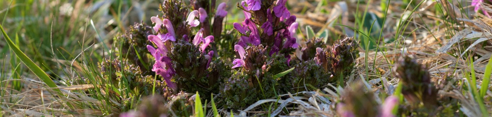 Protected plant species in the Nordwald Nature Park, © Mag. Axel Schmidt