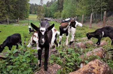 Goat offspring doing gymnastics on the climbing pile, © Verein Naturpark Nordwald