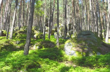 Pine forest in the Nature Park, © Verein Naturpark Nordwald