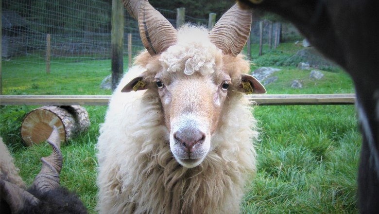 Ein Zackelschaf im Portrait, © Verein Naturpark Nordwald