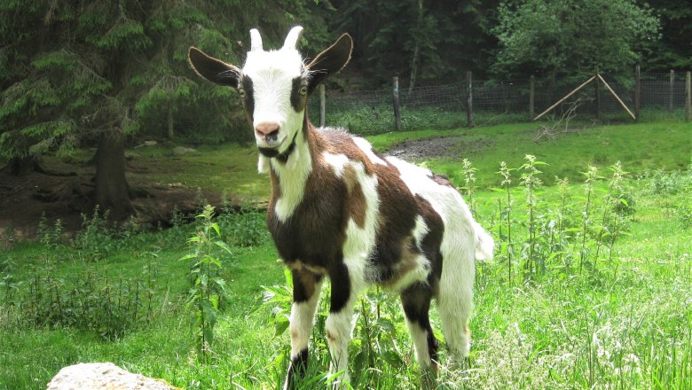 Snímky zvířat, © Verein Naturpark Nordwald