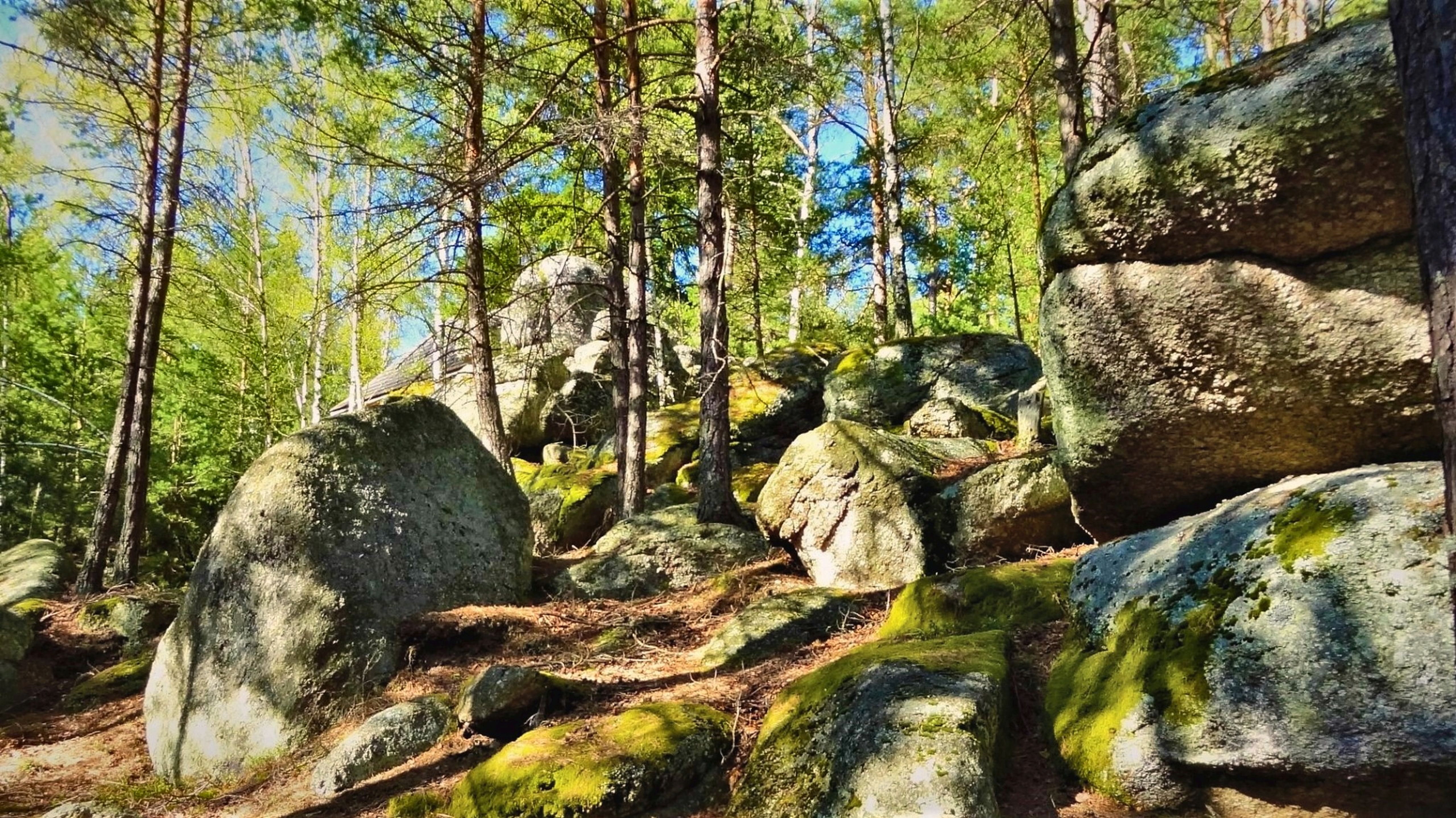 Markante Granitformationen in einem Föhrenwald bei der Kapelle zur Mutter Gottes im Naturpark Nordwald