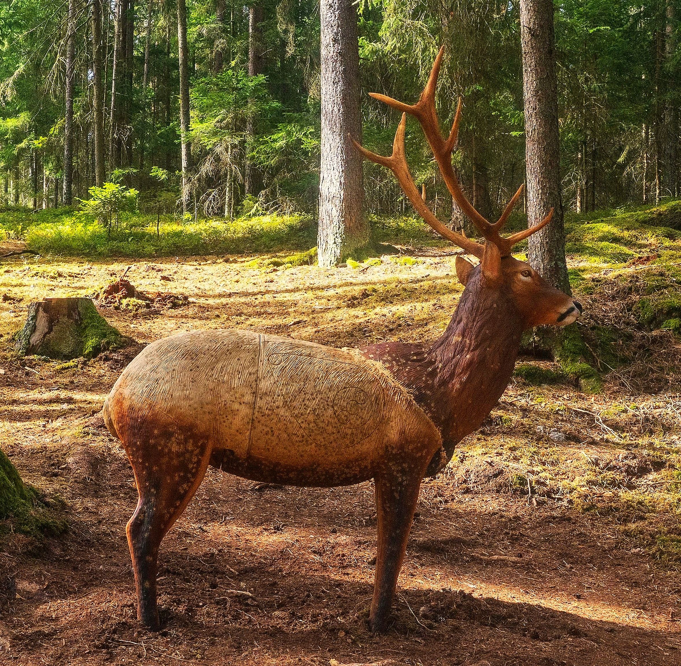 Naturgetreues 3D-Hirschziel zwischen Nadelbäumen und moosbewachsenen Granitblöcken auf dem Bogenparcours im Naturpark Nordwald