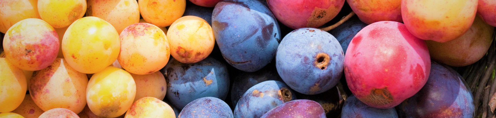 Several regional fruit varieties, &copy; Mag. Axel Schmidt