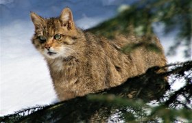 Europäische Wildkatze, © Aconcagua | CC BY-SA 3.0